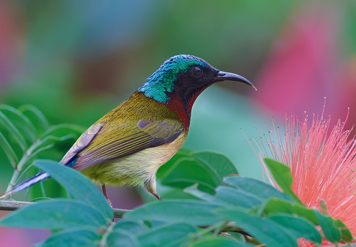 Birds