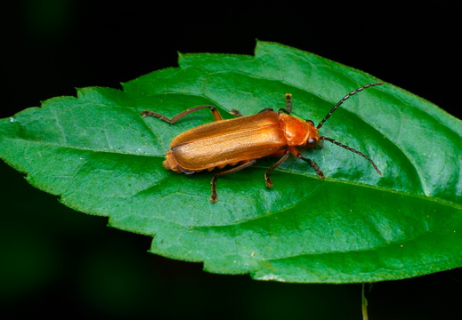 Macro